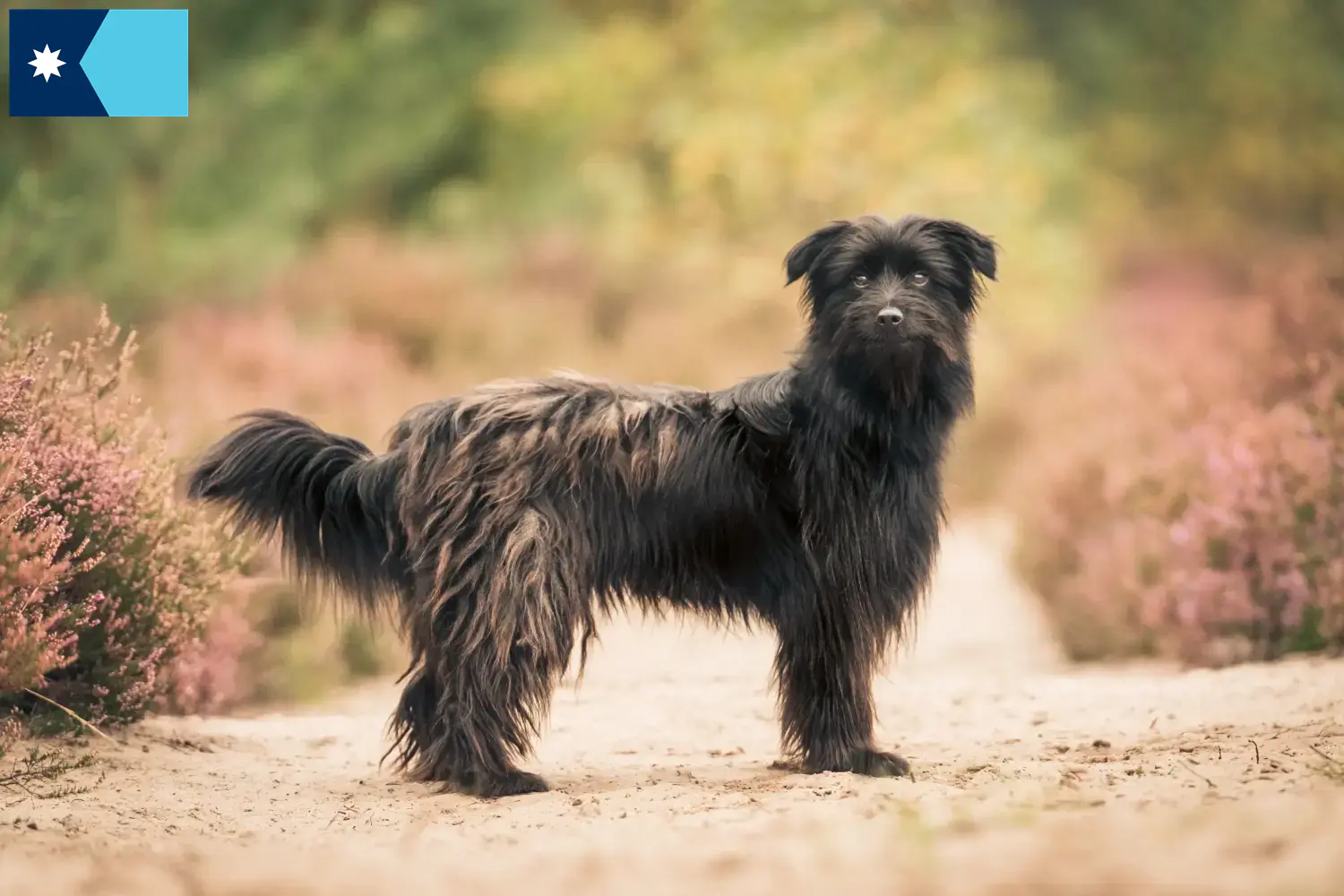 Berger des Pyrenees puppies and breeders Minnesota Here you can find Berger des Pyrenees breeders in Minnesota.