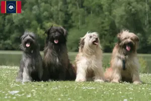 Read more about the article Berger des Pyrenees breeders and puppies in Mississippi