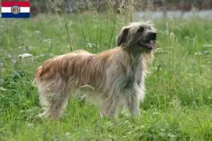 Read more about the article Berger des Pyrenees breeders and puppies in Missouri