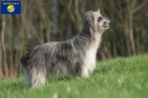Read more about the article Berger des Pyrenees breeders and puppies in Montana