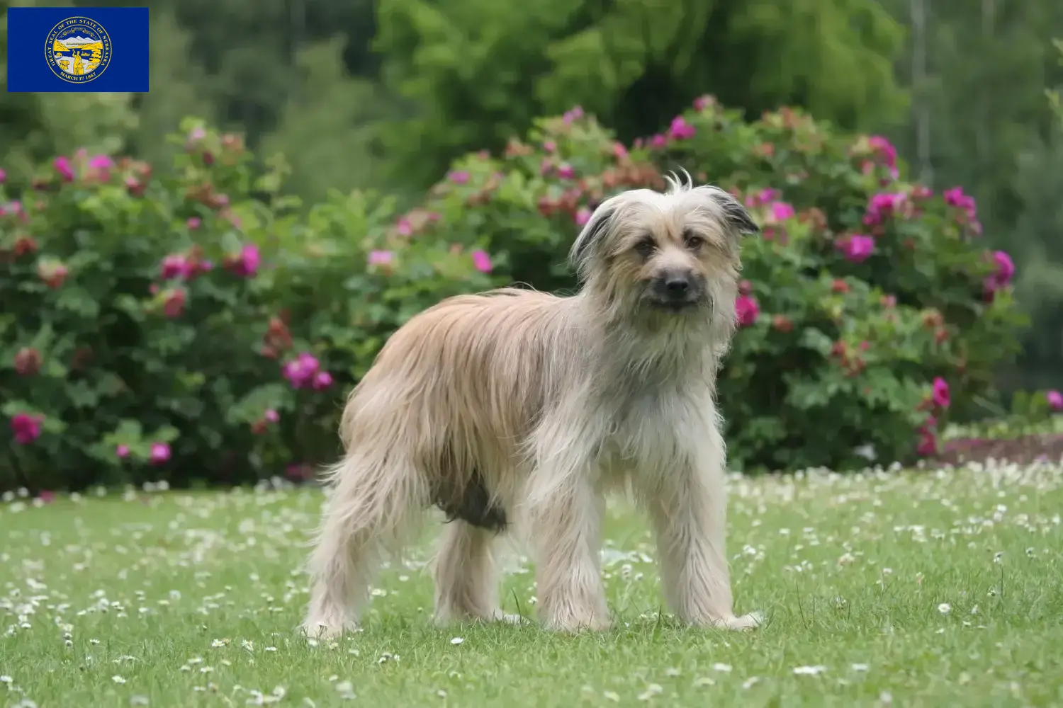 Berger des Pyrenees puppies and breeders Nebraska Here you can find Berger des Pyrenees breeders in Nebraska.