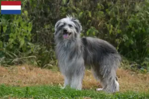 Read more about the article Berger des Pyrenees breeders and puppies in the Netherlands
