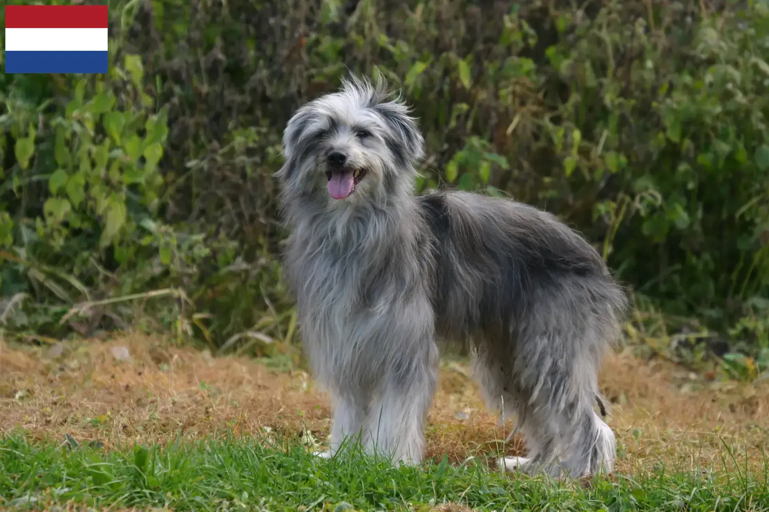 Berger des Pyrenees puppies and breeders Netherlands Here you can find Berger des Pyrenees breeders in the Netherlands.