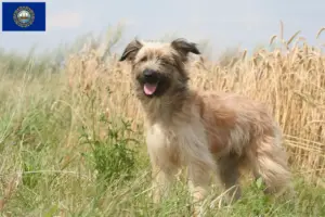 Read more about the article Berger des Pyrenees breeders and puppies in New Hampshire