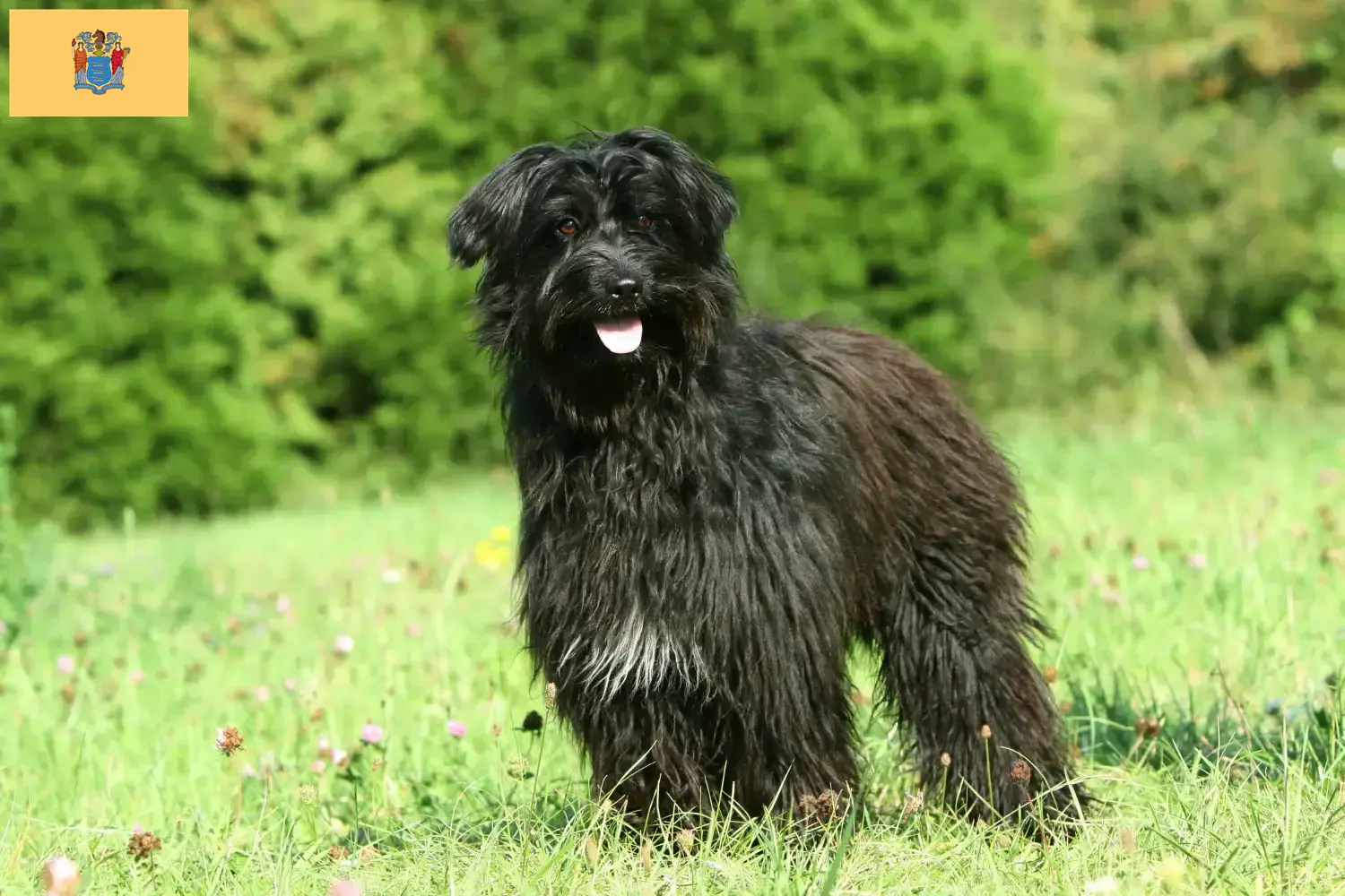 Berger des Pyrenees puppies and breeders New Jersey Here you can find Berger des Pyrenees breeders in New Jersey.