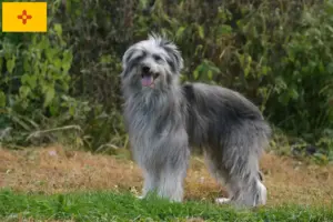 Read more about the article Berger des Pyrenees breeders and puppies in New Mexico