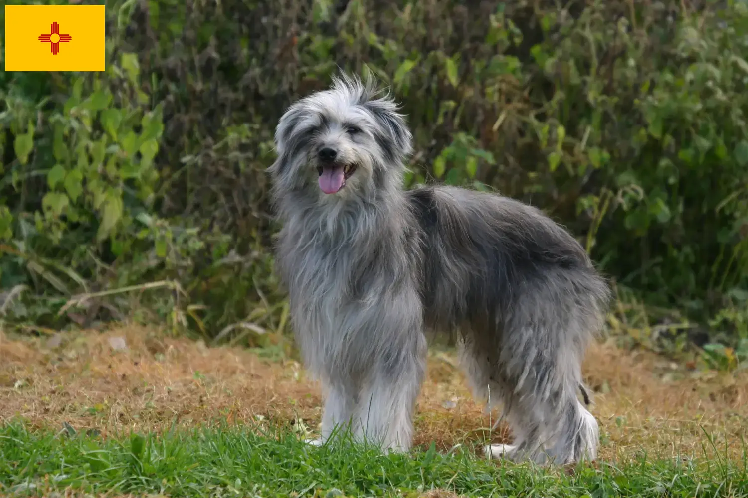 Read more about the article Berger des Pyrenees breeders and puppies in New Mexico