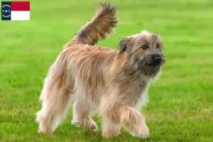 Read more about the article Berger des Pyrenees breeders and puppies in North Carolina