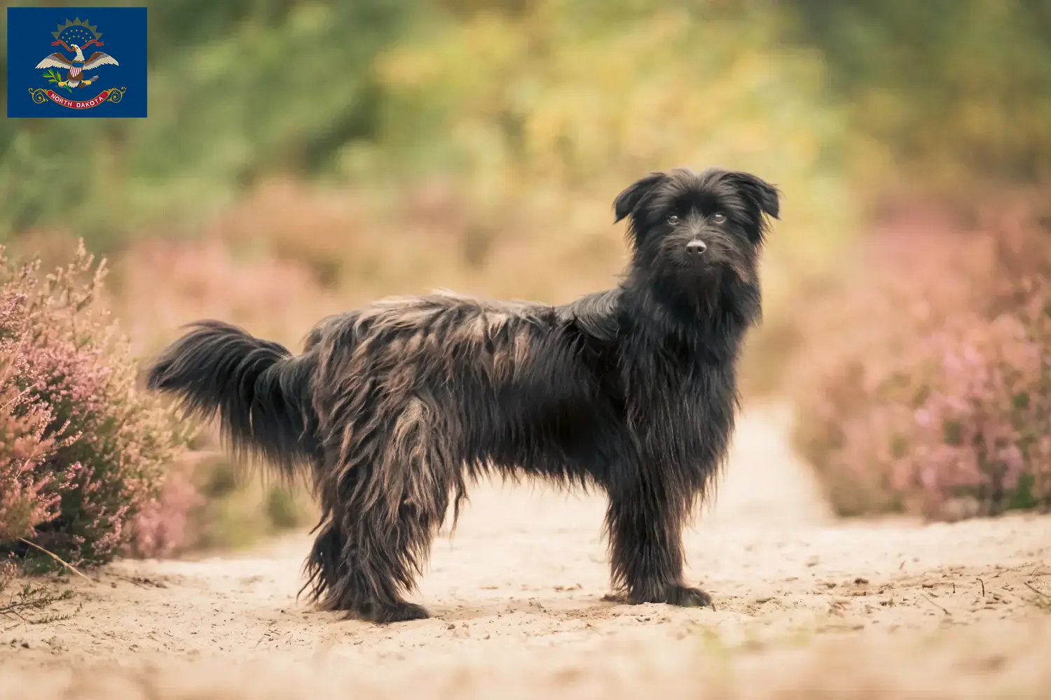 Berger des Pyrenees puppies and breeders North Dakota Here you can find Berger des Pyrenees breeders in North Dakota.