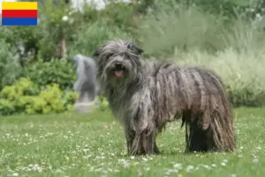 Read more about the article Berger des Pyrenees breeders and puppies in North Holland