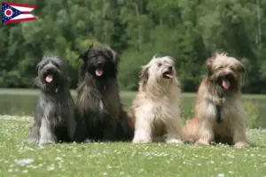 Read more about the article Berger des Pyrenees breeders and puppies in Ohio