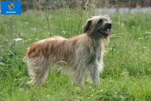 Read more about the article Berger des Pyrenees breeders and puppies in Oklahoma