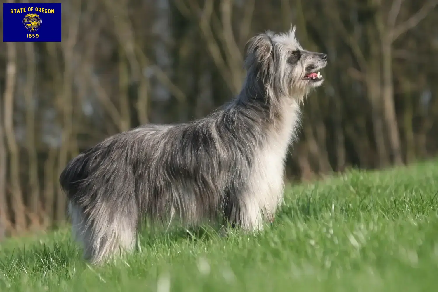 Read more about the article Berger des Pyrenees breeders and puppies in Oregon