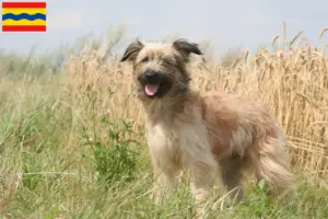 Read more about the article Berger des Pyrenees breeders and puppies in Overijssel