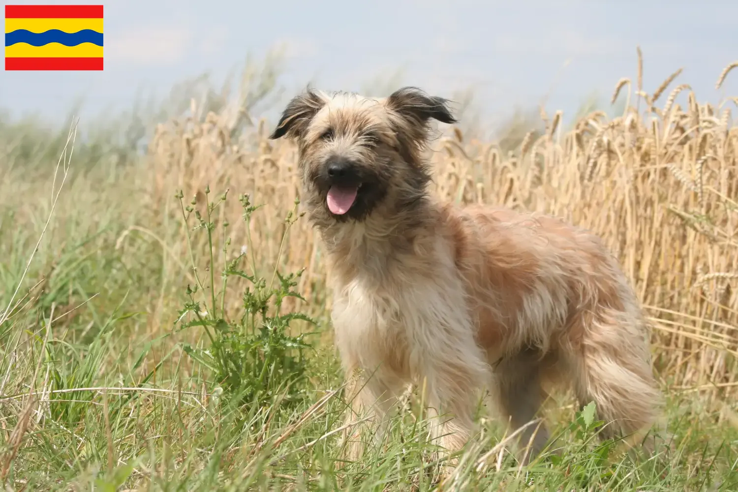 Berger des Pyrenees puppies and breeders Overijssel Here you can find Berger des Pyrenees breeders in Overijssel.