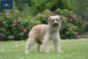 Read more about the article Berger des Pyrenees breeders and puppies in Pennsylvania