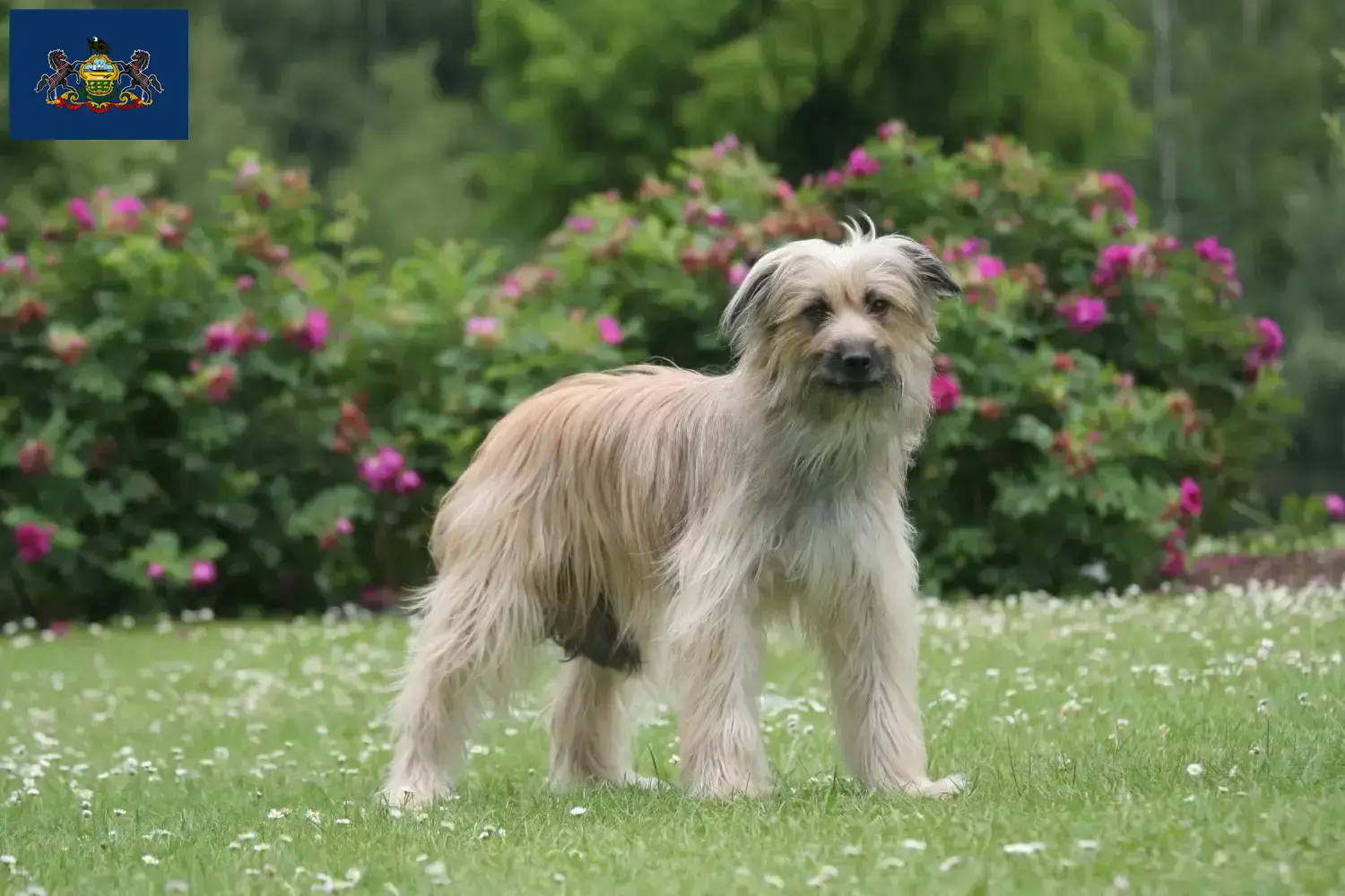 Berger des Pyrenees puppies and breeders Pennsylvania Here you can find Berger des Pyrenees breeders in Pennsylvania.