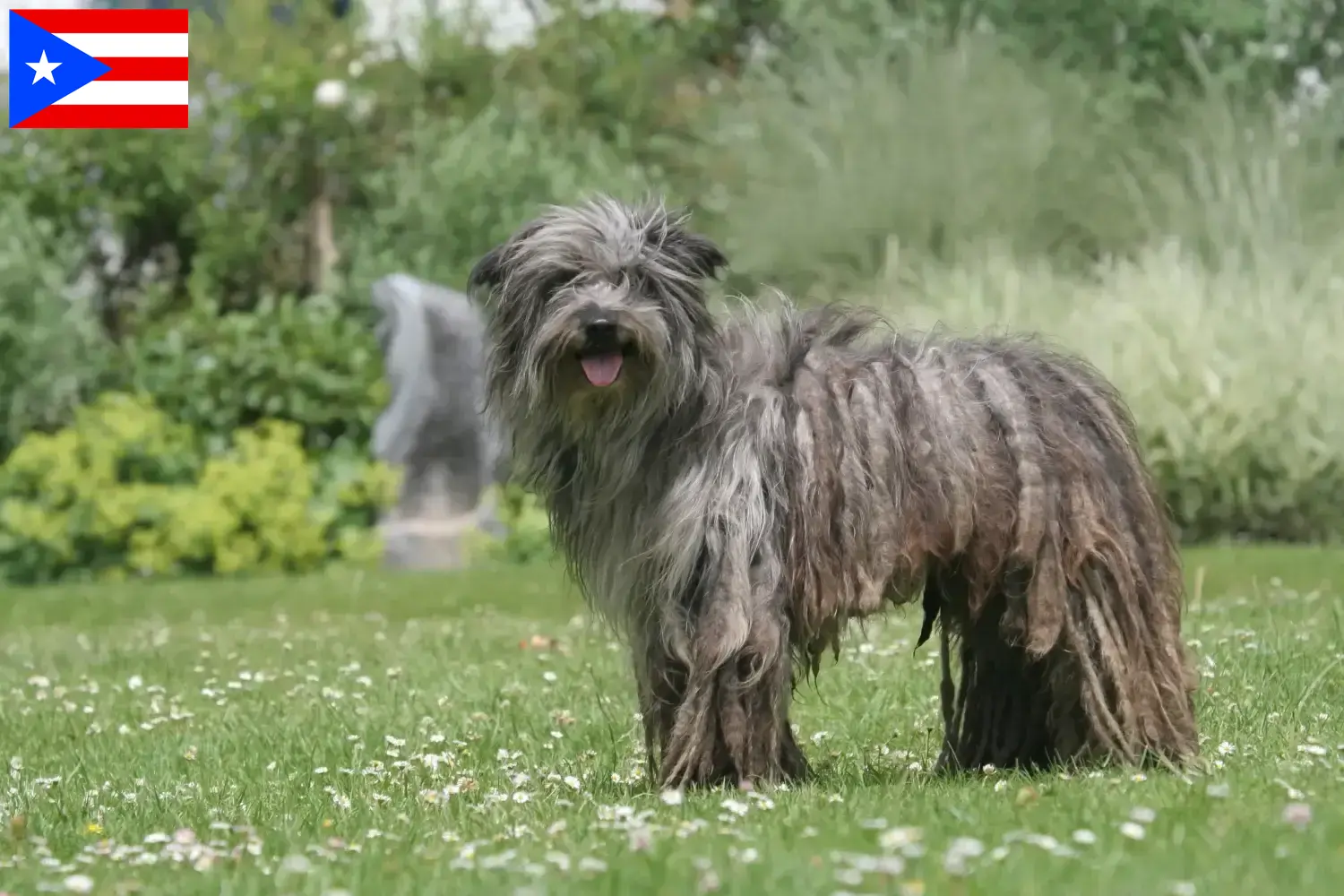Read more about the article Berger des Pyrenees breeders and puppies in Puerto Rico