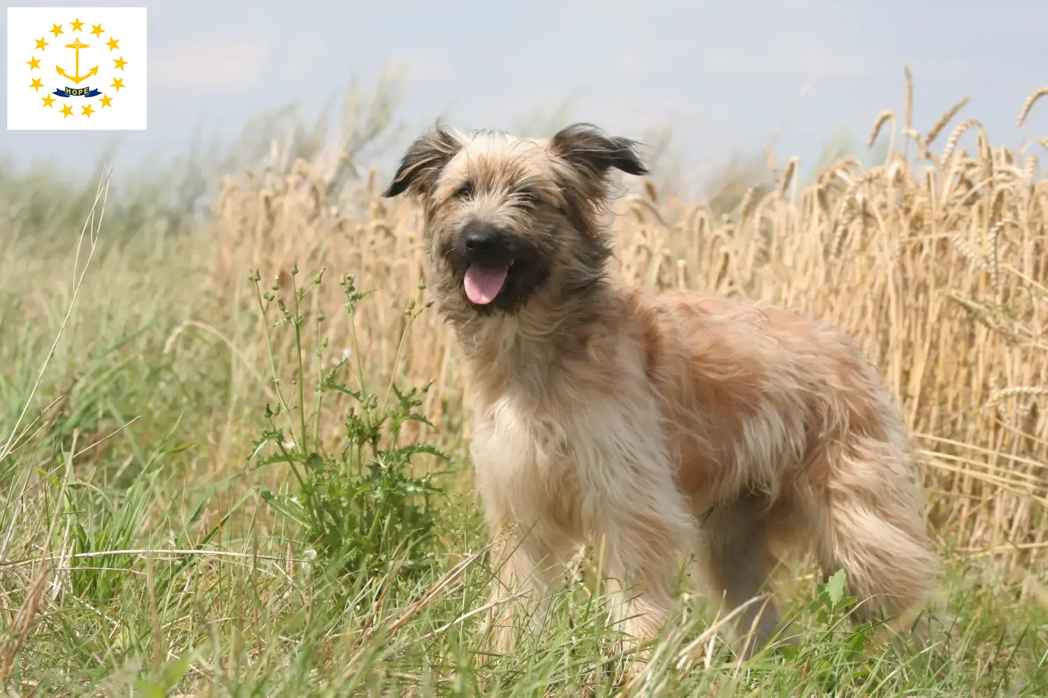 Read more about the article Berger des Pyrenees breeders and puppies in Rhode Island
