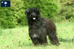 Read more about the article Berger des Pyrenees breeders and puppies in South Carolina