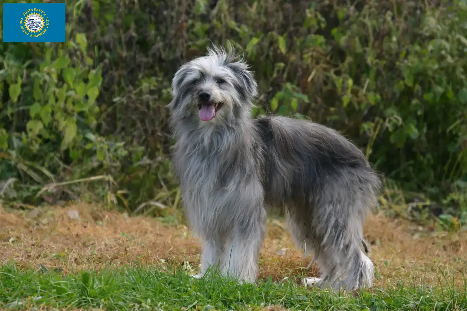 Read more about the article Berger des Pyrenees breeders and puppies in South Dakota