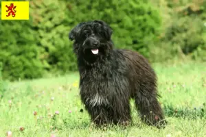 Read more about the article Berger des Pyrenees breeders and puppies in South Holland