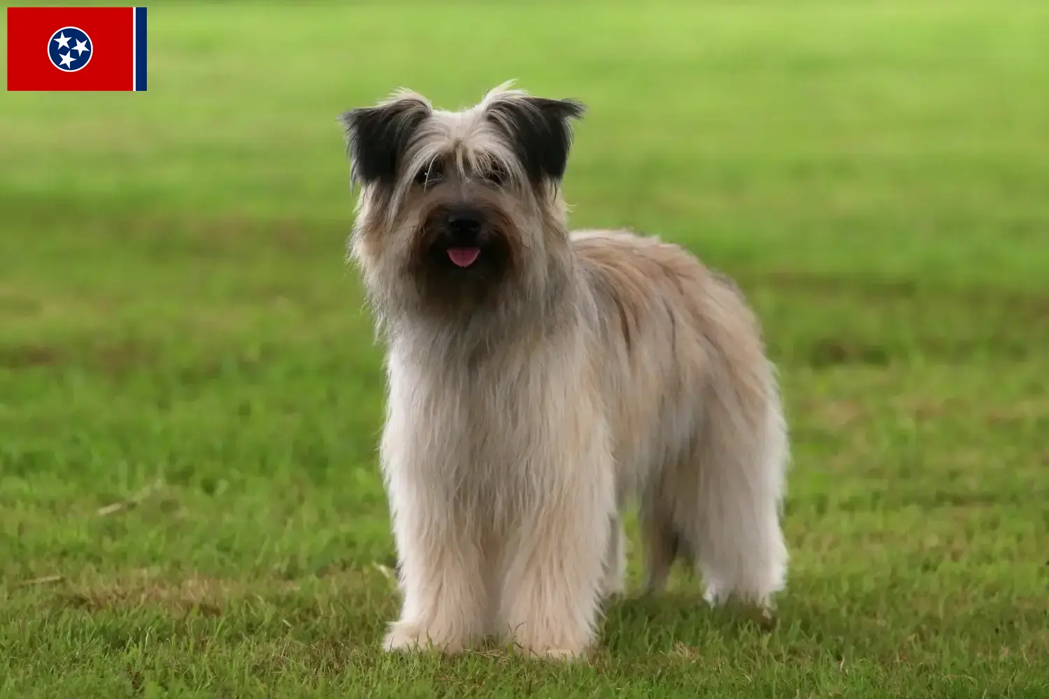 Read more about the article Berger des Pyrenees breeders and puppies in Tennessee