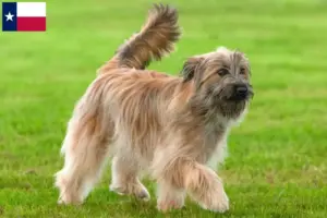 Read more about the article Berger des Pyrenees breeders and puppies in Texas