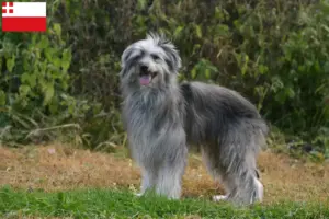Read more about the article Berger des Pyrenees breeders and puppies in Utrecht