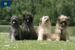 Read more about the article Berger des Pyrenees breeders and puppies in Vermont