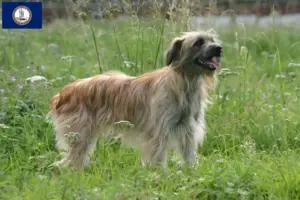 Read more about the article Berger des Pyrenees breeders and puppies in Virginia