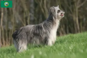 Read more about the article Berger des Pyrenees breeders and puppies in Washington