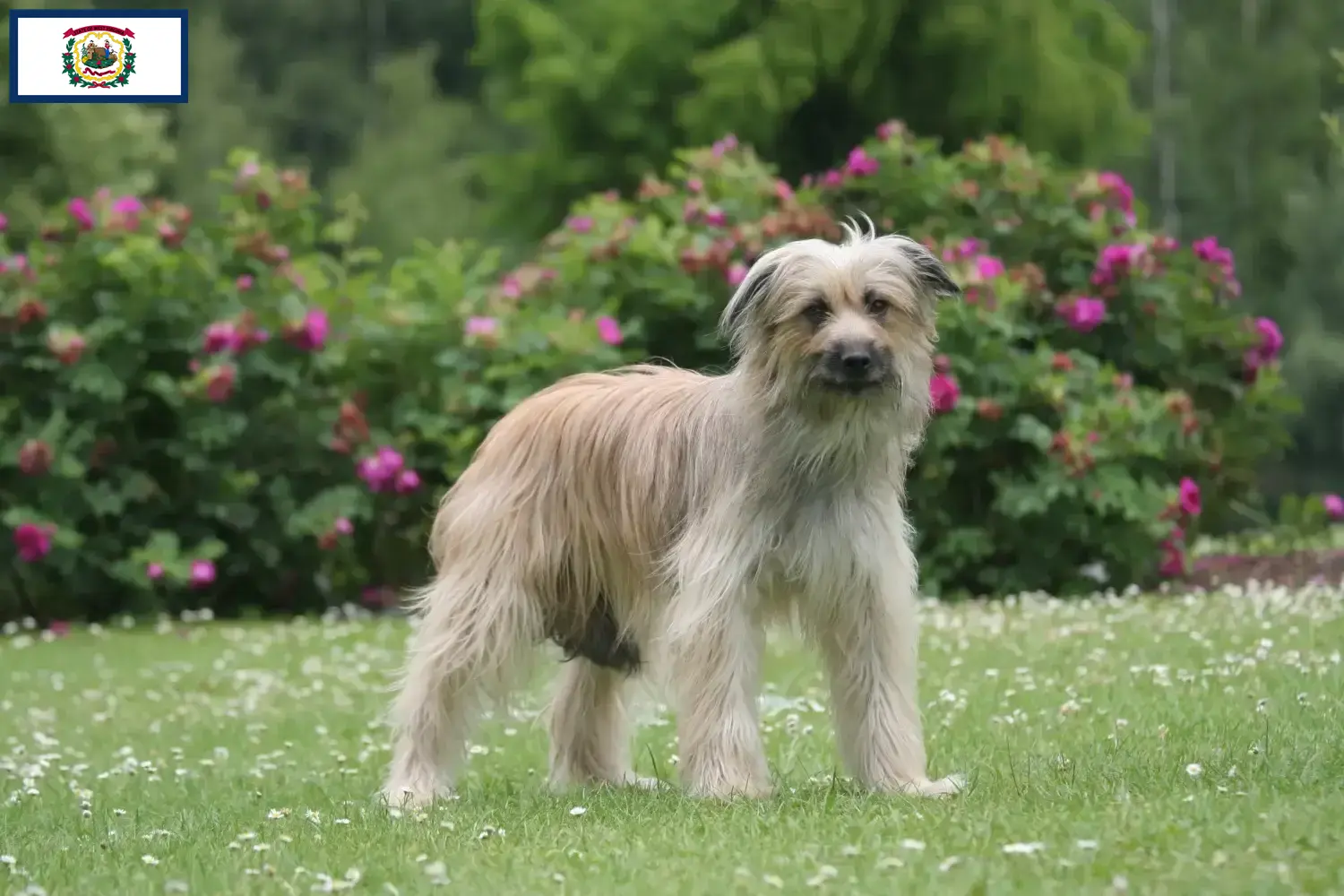 Read more about the article Berger des Pyrenees breeders and puppies in West Virginia