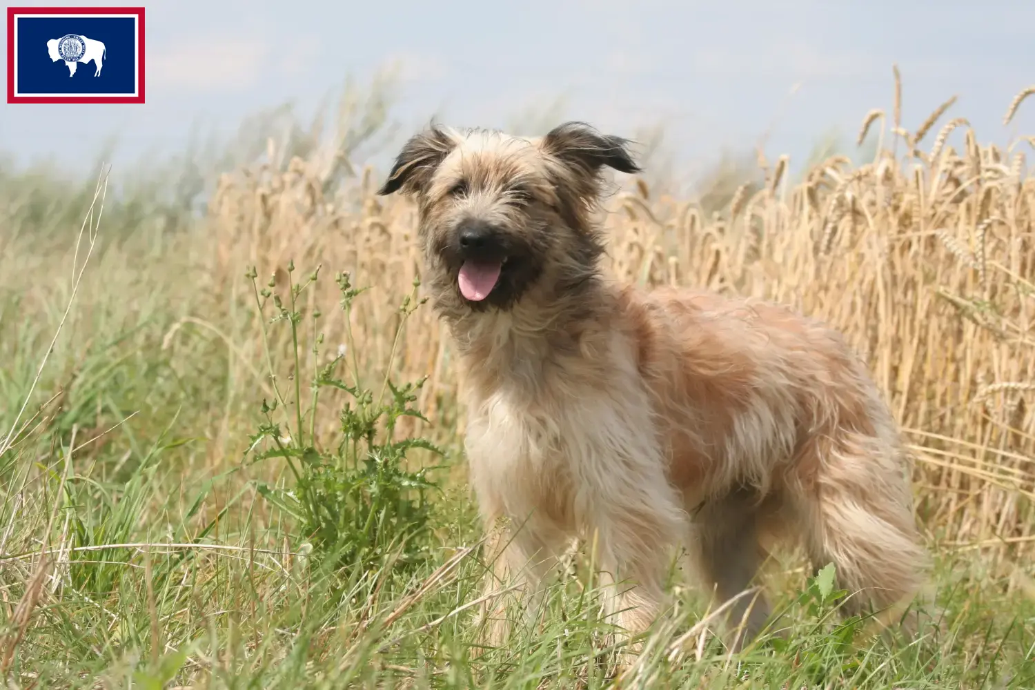 Read more about the article Berger des Pyrenees breeders and puppies in Wyoming