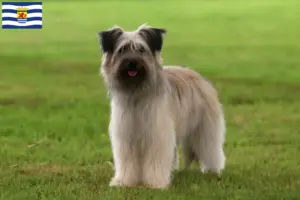 Read more about the article Berger des Pyrenees breeders and puppies in Zeeland