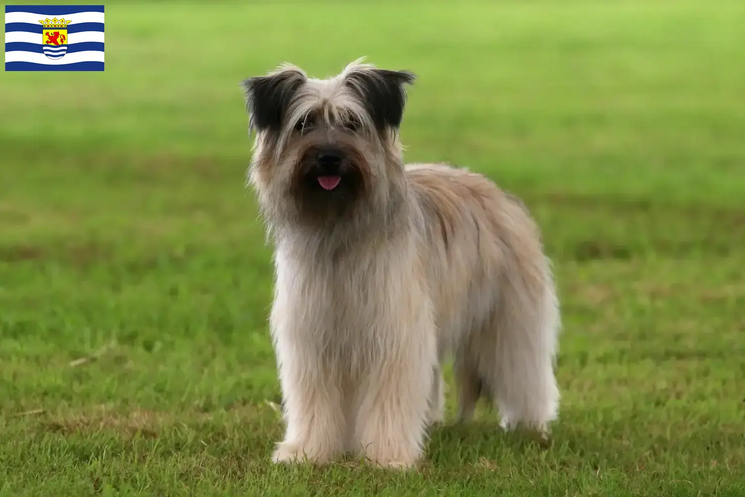 Berger des Pyrenees puppies and breeders Zeeland Here you can find Berger des Pyrenees breeders in Zeeland.