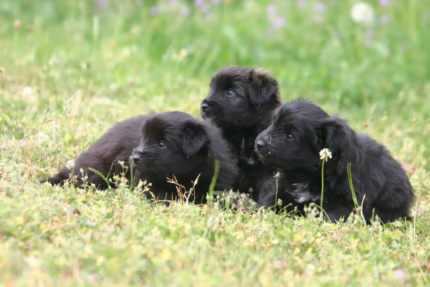Buying a Berger des Pyrenees puppy means taking responsibility! Buy Berger des Pyrenees puppies.