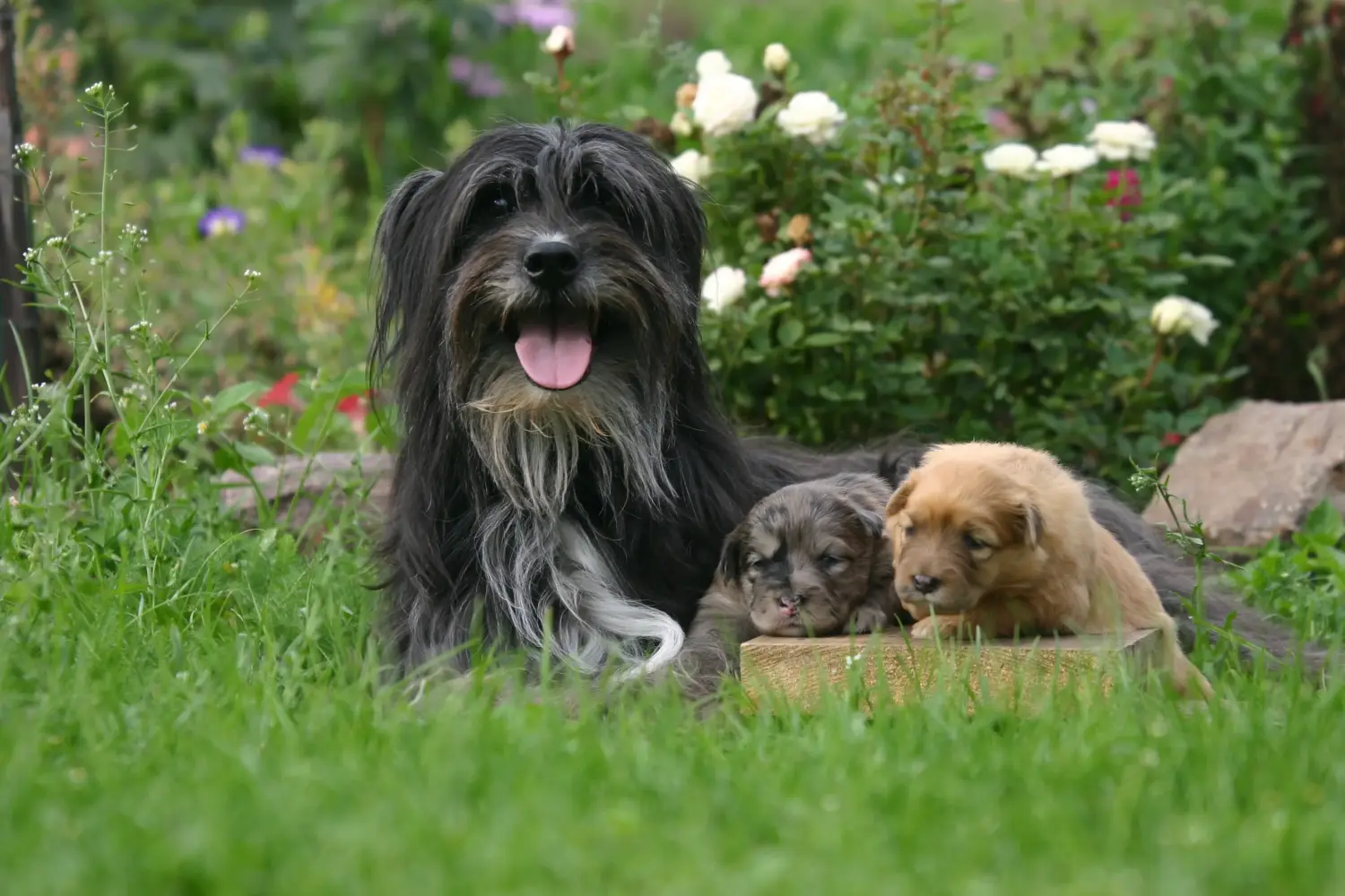 Buying a Berger des Pyrenees puppy means taking responsibility! Buy Berger des Pyrenees puppies.