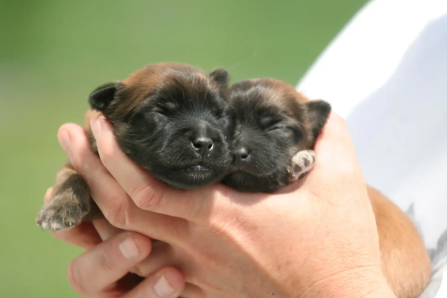 Buying a Berger des Pyrenees puppy means taking responsibility! Buy Berger des Pyrenees puppies.