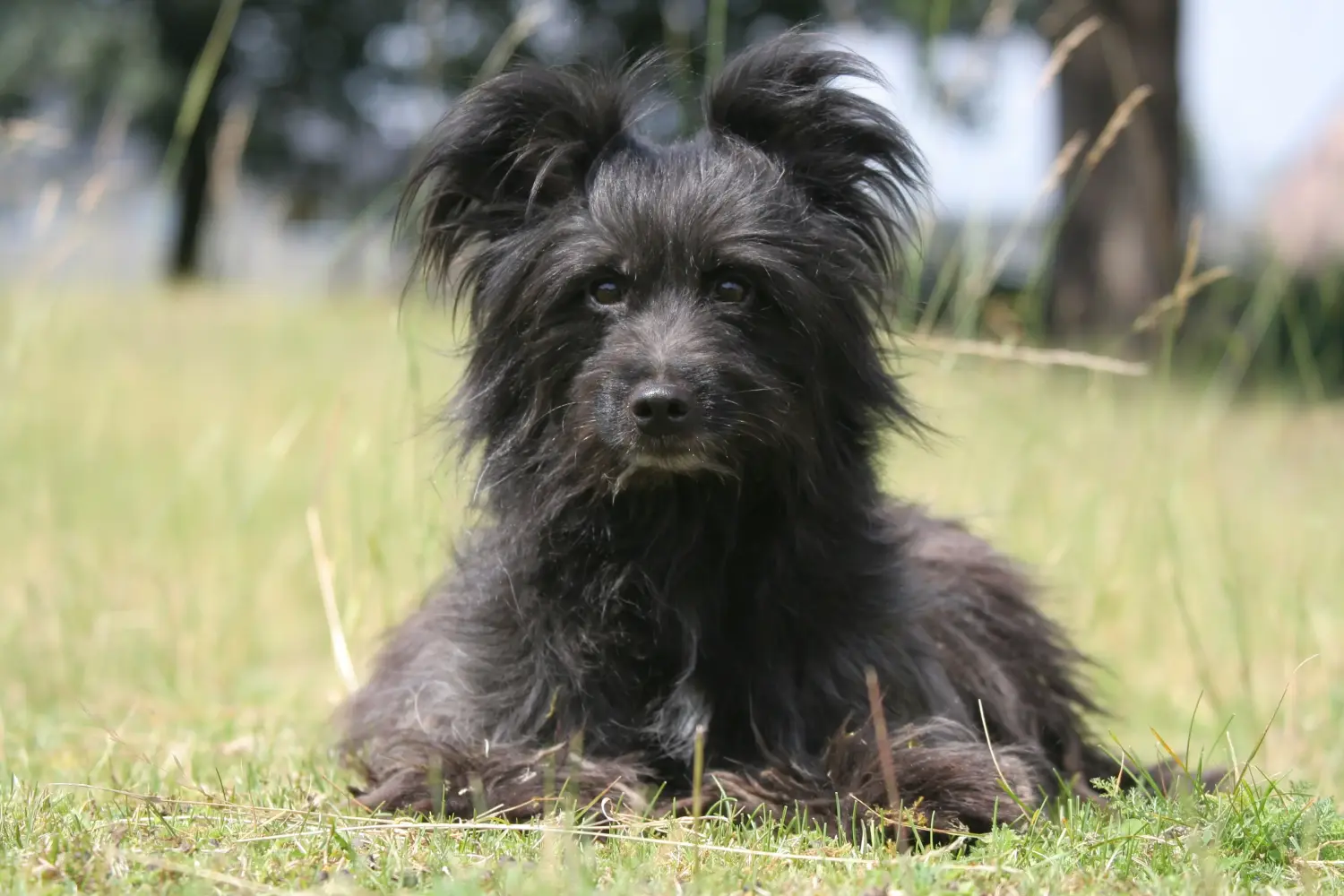 Buying a Berger des Pyrenees puppy means taking responsibility! Buy Berger des Pyrenees puppies.