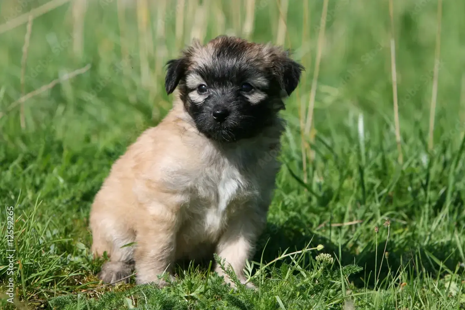Buying a Berger des Pyrenees puppy means taking responsibility! Buy Berger des Pyrenees puppies.