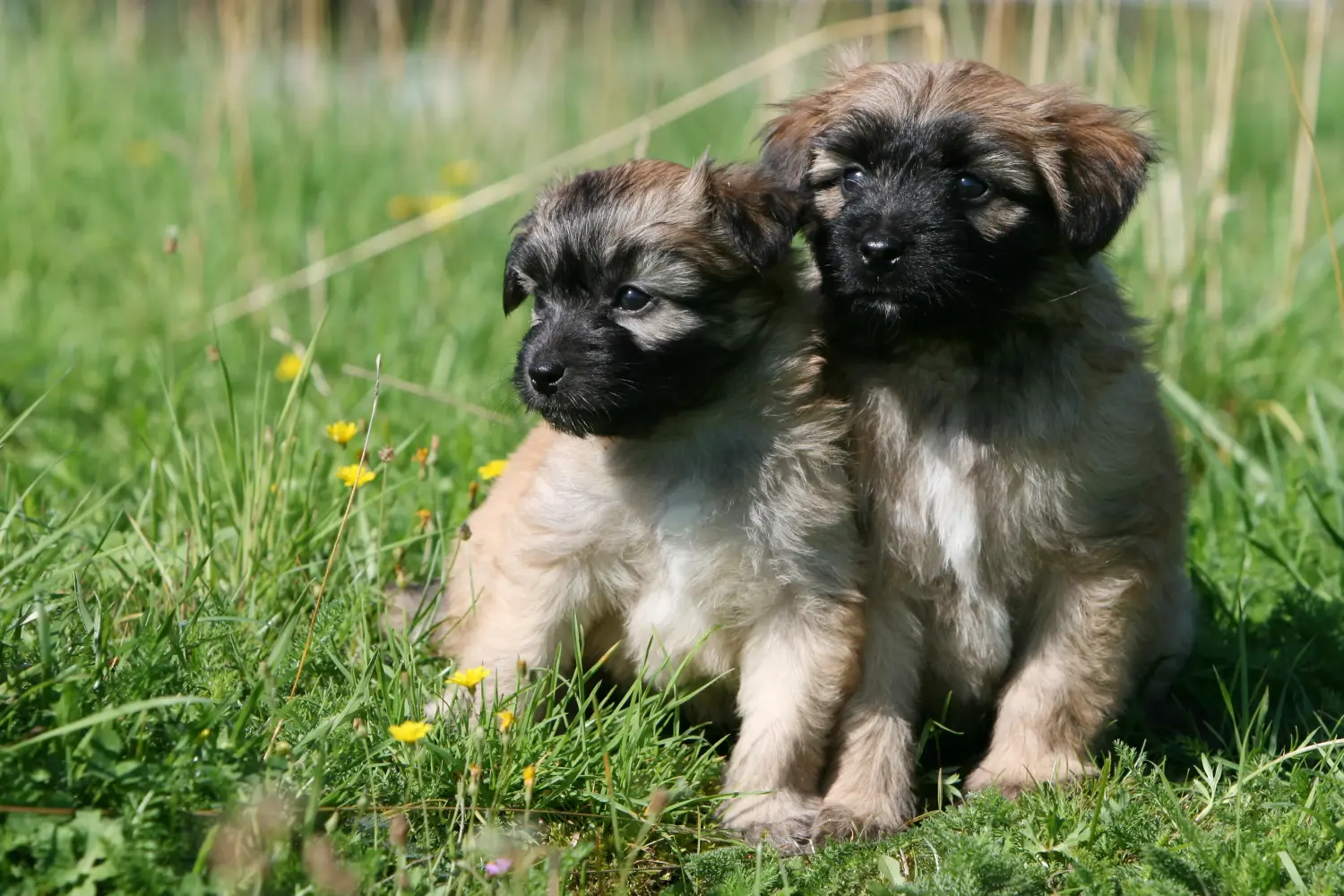 Buying a Berger des Pyrenees puppy means taking responsibility! Buy Berger des Pyrenees puppies.