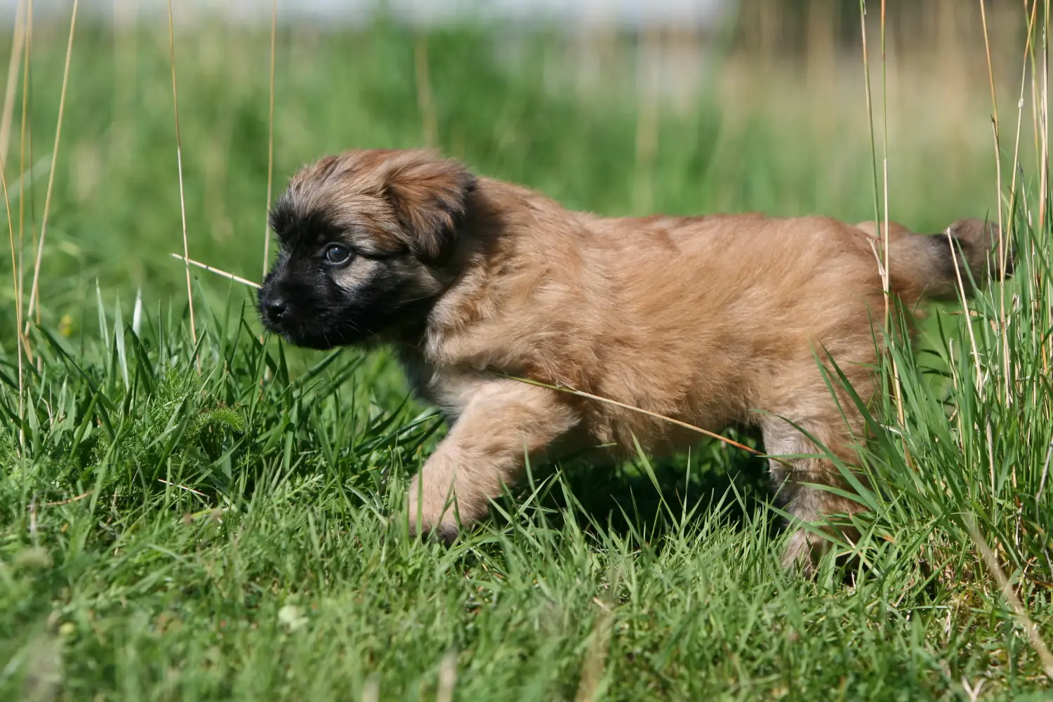 Buying a Berger des Pyrenees puppy means taking responsibility! Buy Berger des Pyrenees puppies.