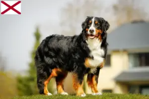 Read more about the article Bernese Mountain Dog Breeder and Puppies in Alabama