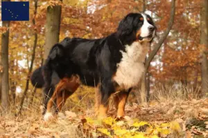 Read more about the article Bernese Mountain Dog Breeder and Puppies in Alaska