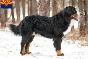 Read more about the article Bernese Mountain Dog Breeder and Puppies in Arizona