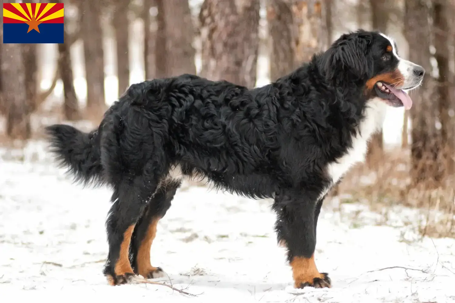 Bernese Mountain Dog puppies and breeder Arizona Find Bernese Mountain Dog breeders in Arizona.