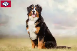 Read more about the article Bernese Mountain Dog Breeder and Puppies in Arkansas