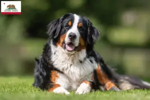 Read more about the article Bernese Mountain Dog Breeder and Puppies in California