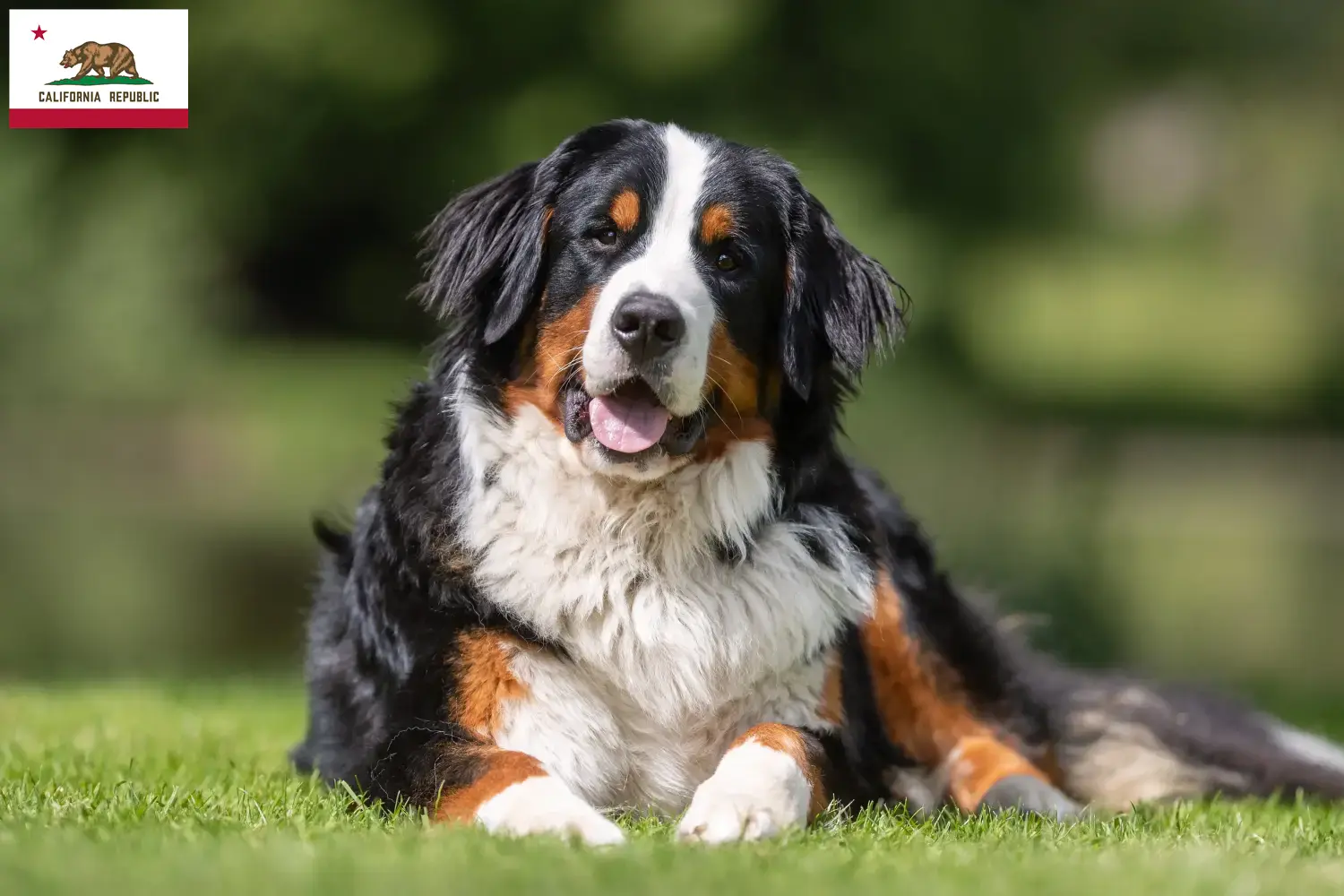 Bernese Mountain Dog Puppies and Breeder California Find Bernese Mountain Dog breeders in California.
